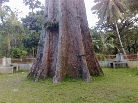 The Giant Toog Tree (San Francisco, Philippines): Top Tips Before You ...