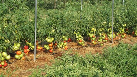 Getting Started Growing Tomatoes - Revell Companies