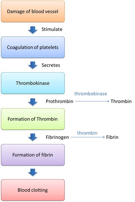 10.3.1 Mechanism of Blood Clotting - SPM Biology