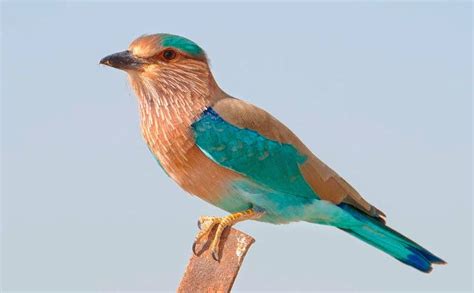 GO.23 Telangana State Four Icons- Spotted Deer, Indian Roller, Jammi Tree, Tangedu Flower ...