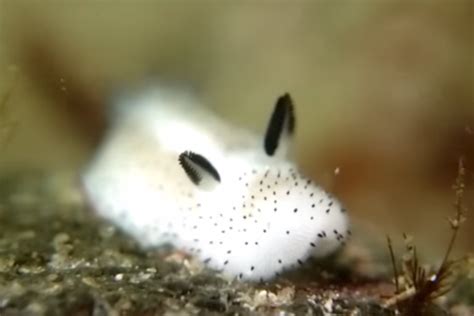 10 Photos of Sea Slugs That Will Blow Your Ocean-Lovin’ Mind | YourEarth Solutions