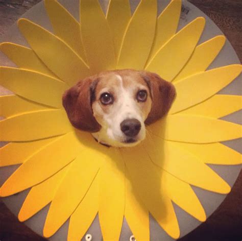 30 Awesome Pet Cones That Your Pet Will Hate Even More | Bored Panda