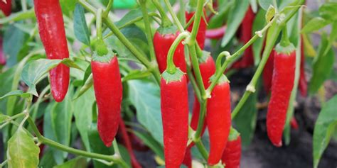 How to Grow Chili Peppers in a Greenhouse: Tips and Techniques - Chili Growing