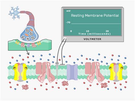 Resting Cell Membrane Potential Animation , Free Transparent Clipart - ClipartKey