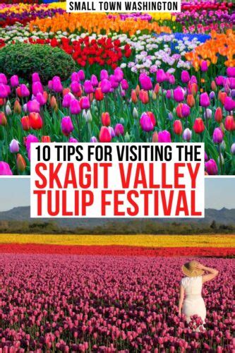 Skagit Valley Tulip Festival 2021: 10 Things to Know Before You Go!