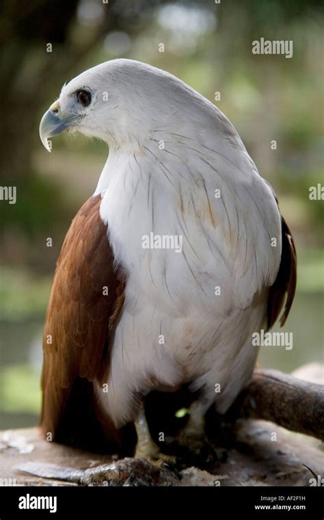 Lawin perch on branch Philippine Eagle Center Calinan Davao Philippines Stock Photo - Alamy