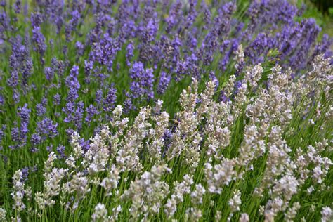 White lavender: characteristics & cultivation - Plantura