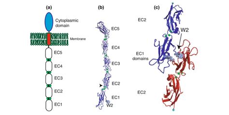 Classical cadherin structure and model of homophilic binding. (a) The... | Download Scientific ...