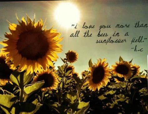 Pin by TaMmI on *Kierlyn* | Sunflower quotes, Flower quotes, Sunflower