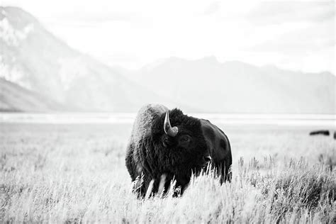 Charismatic Megafauna Photograph by Dan Towsley - Fine Art America