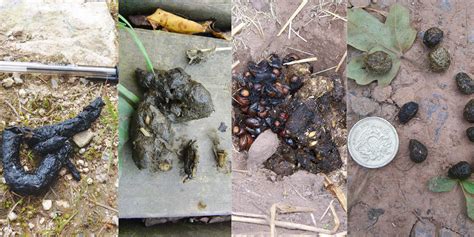 Does Fox Poo Look Like Dog Poo