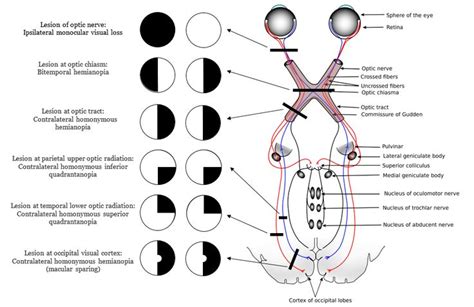 Pin su USMLE