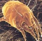 What do ear mites look like and how do i know if my cat has them