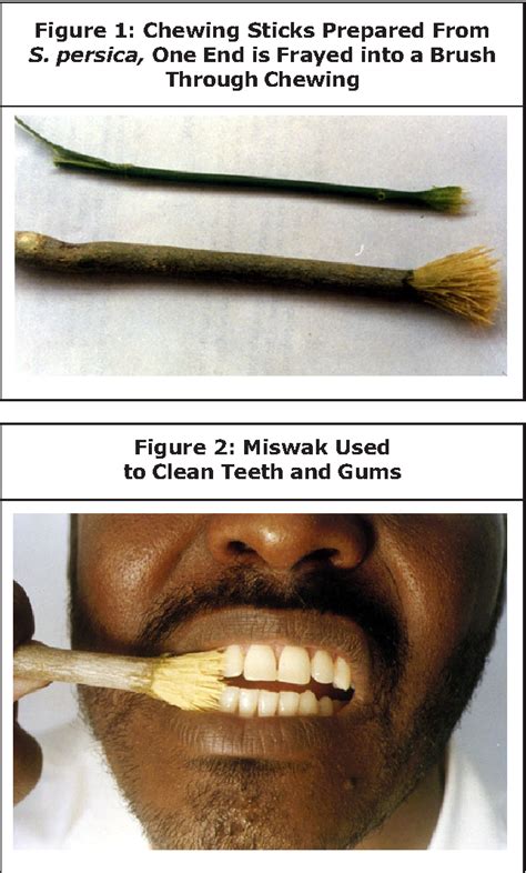 [PDF] THE NATURAL TOOTHBRUSH “ MISWAK ” AND THE ORAL HEALTH | Semantic Scholar