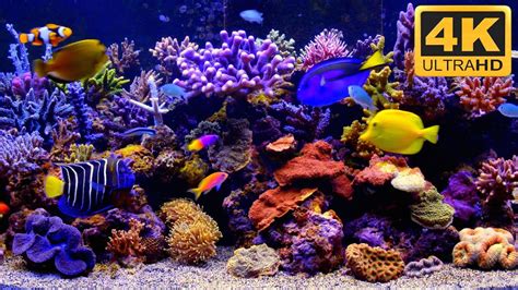 Free 3d marine aquarium screensaver - oplorder