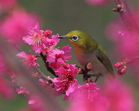 Flowers and Birds Wallpaper - WallpaperSafari