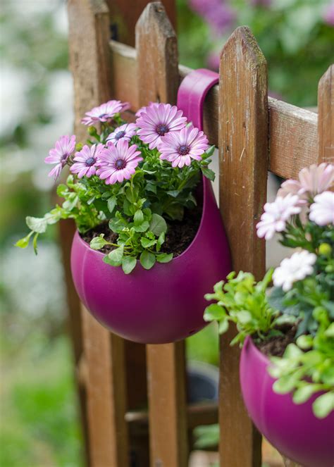 Flowering Potted Plant