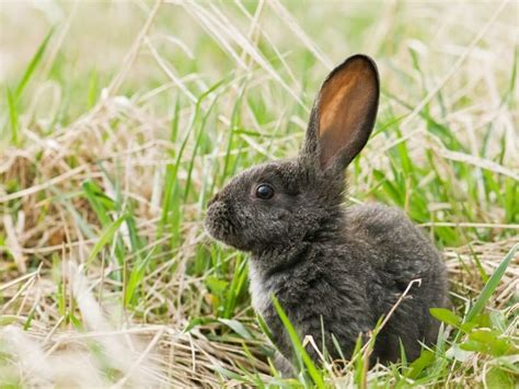 Silver Fox Rabbit - Completed and Detailed Guide 2024 - Northern Nester