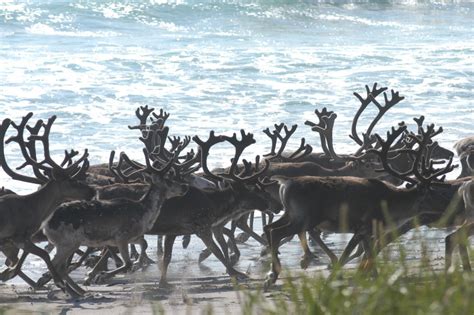 Norwegian «slow TV» follows reindeer herd to the coast of the Barents ...