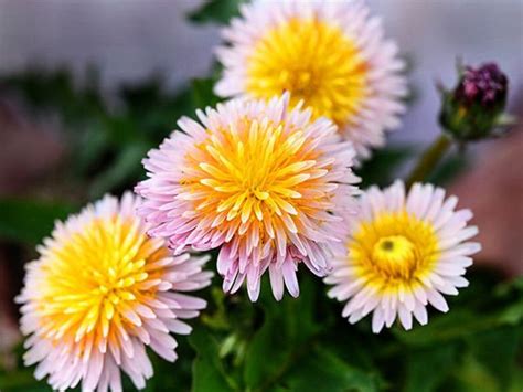 ORGANIC PINK DANDELION Taraxacum Pseudoroseum Seeds Package Of | Etsy