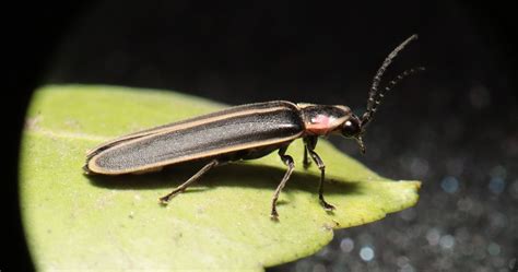 Is it Good to Have Lightning Bugs in Your Yard? - ABC Pest Control