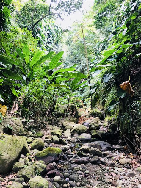 9 Nature Trails For Hiking In Montserrat | Caribbean & Co.