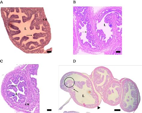 Fallopian tube of Pteronotus gymnonotus . A: Infundibulum with visible... | Download Scientific ...