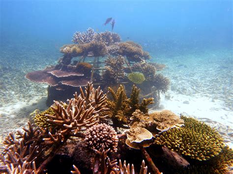 An example of successful coral reef restoration project