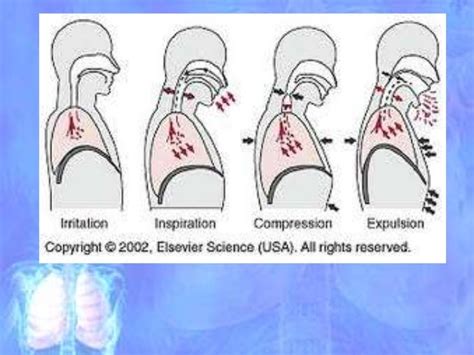 Mechanism of cough