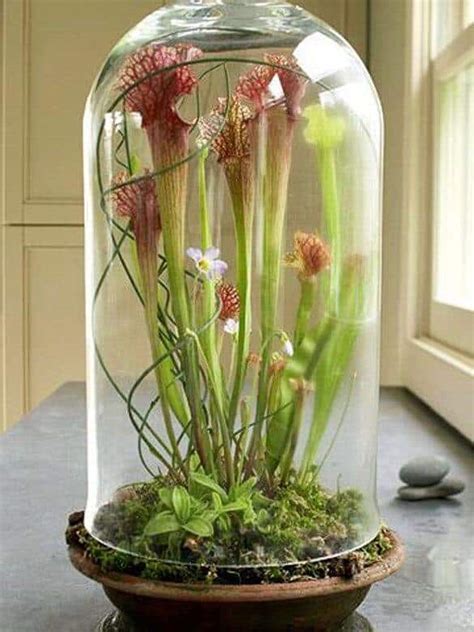 How to Make a Pitcher Plant Terrarium - hungryplant.com