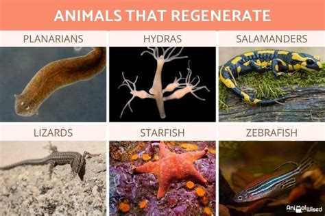 Examples of Regeneration in Animals - Animals That Can Regenerate (with ...