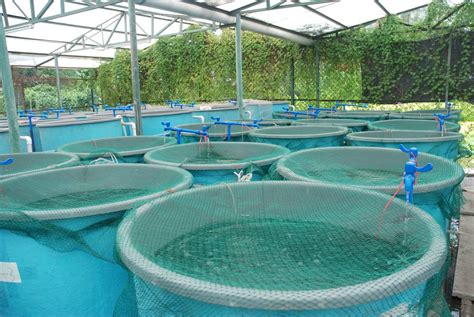 Types Of Aquaculture Systems Pdf - Design Talk