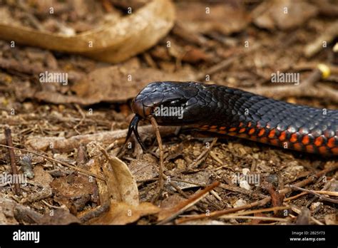 Red-bellied Black Snake - Pseudechis porphyriacus species of elapid ...