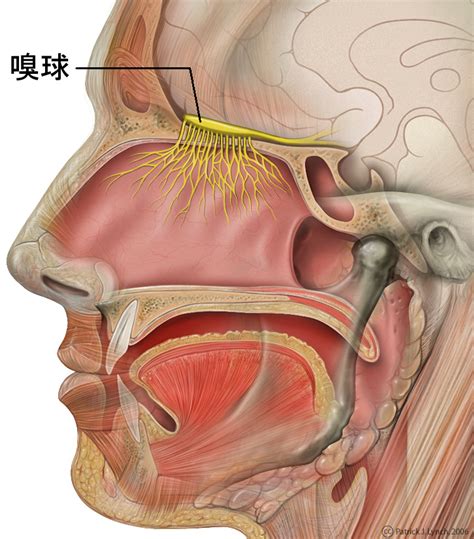 File:Head olfactory nerve - olfactory bulb ja.jpg - Wikimedia Commons
