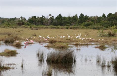 Canaveral Wildlife Tours – Enjoy the Natural Wonders of Florida