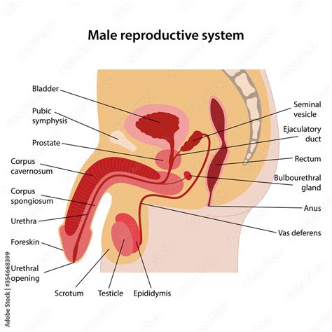 Male Reproductive System Diagram Labeled