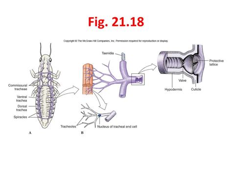 PPT - Subphylum Hexapoda – Characteristics and Taxonomy PowerPoint ...