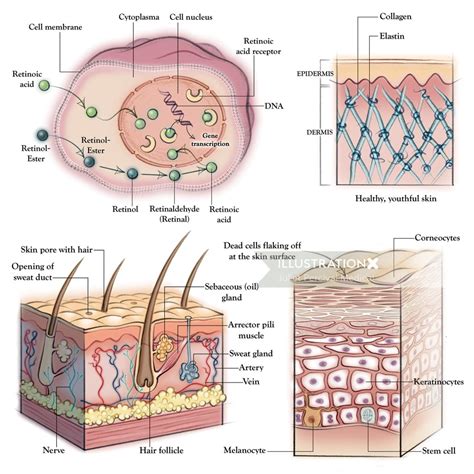 Skin Anatomy | Illustration by Juliet Percival Medical