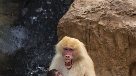 Scientists hear voice of ancient humans in baboon calls | Fox News