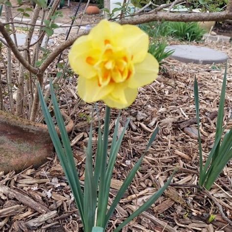 Spring Flower & Frost... - Webster Groves Garden Club