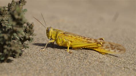 Yellow grasshopper, Locust, Insect, Close-up HD wallpaper | Wallpaper Flare