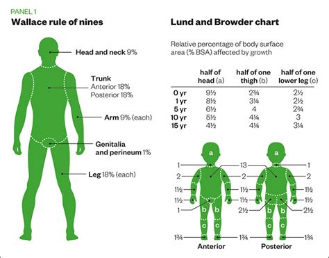 Rule Of Nines Printable Chart