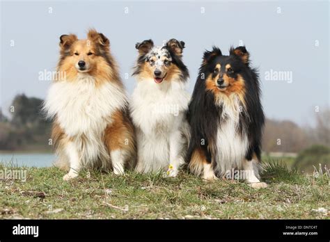 Dog Shetland Sheepdog / Sheltie / three adults (different colors Stock ...