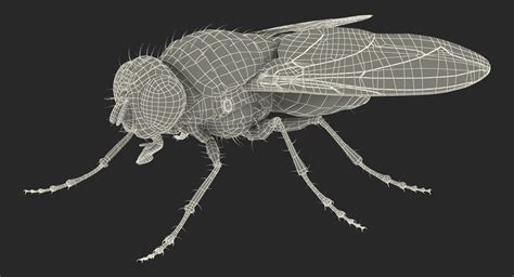 Fly Rigged for Maya 3D Model $99 - .ma - Free3D