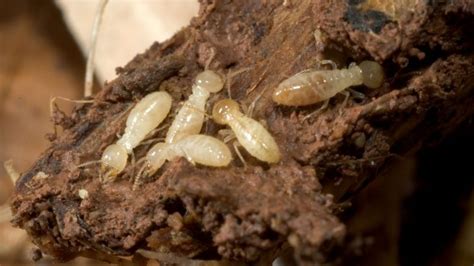 What Do Termite Larvae Look Like? | Identification and Control Guide - Pest Samurai