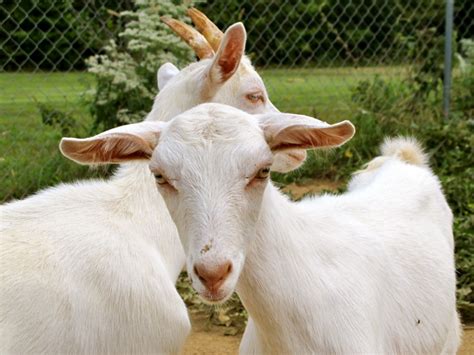 5 Best Dairy Goat Breeds for the Small Farm | Goats, Dairy goats, Goat farming