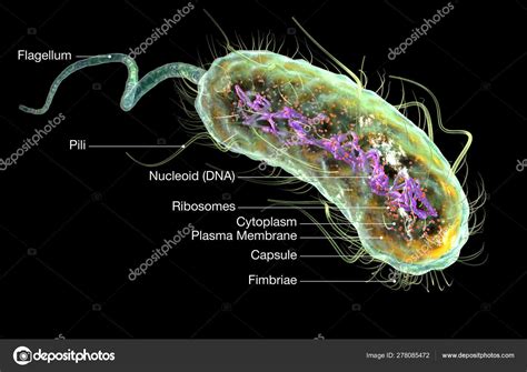 Escherichia coli bacteria (E. coli). Medically accurate 3D illus — Stock Photo © Axel_Kock ...