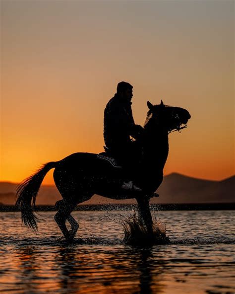 Rider on Horse Standing in Water at Dawn · Free Stock Photo