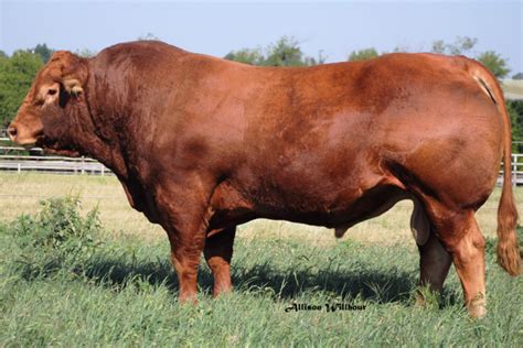 CF Jim Dandi 216U -- a red homozygous polled Limousin bull with massive amounts of muscling ...