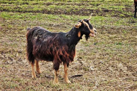 Farm animal, goat. stock photo. Image of called, male - 136934664